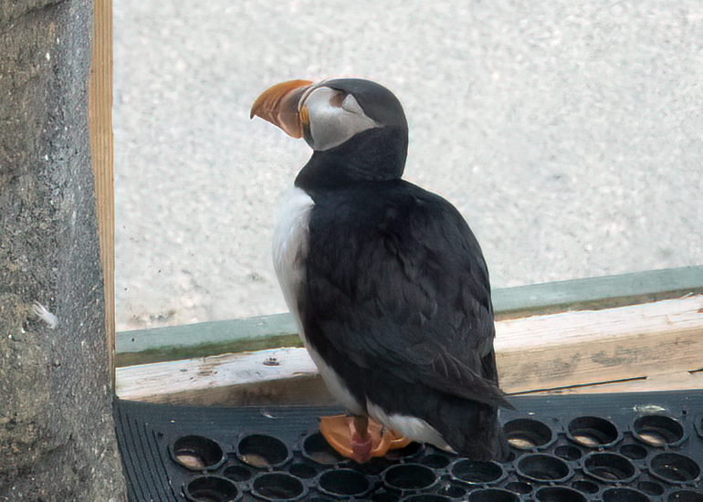 Puffins