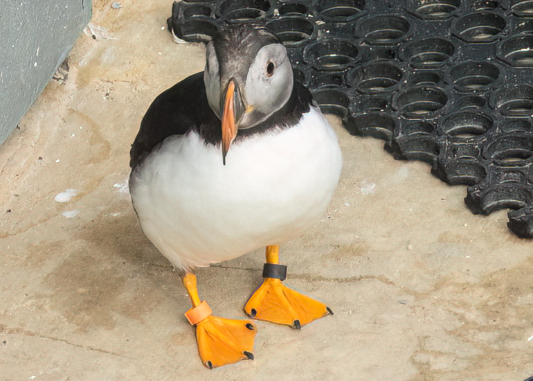 Lundi - Puffin