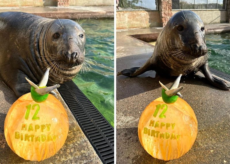 Happy Birthday Pumpkin