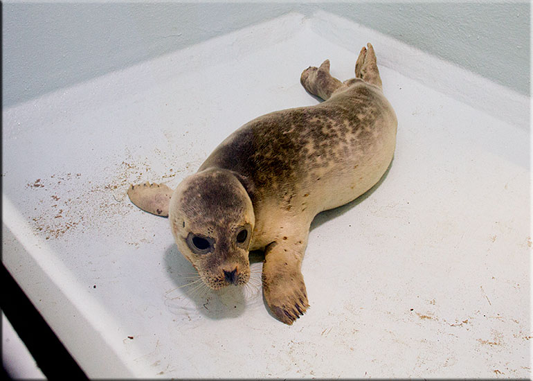 Hunstanton SEA LIFE Sanctuary
