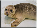 Rescued common seal pup - 15th October 2014