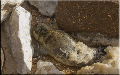 Seal pup struck amongst the rocks