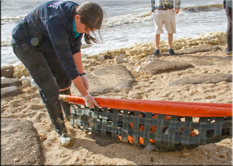 Rescued seal pup - 22nd June 2013