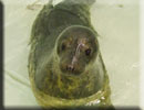 George - rescued common seal pup 2013 season