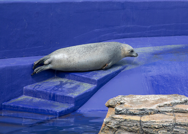 Seal Pups Recovery Pool