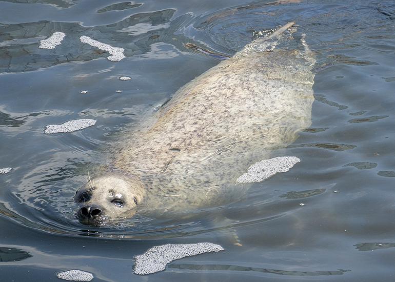 Seal Pups Recovery Pool