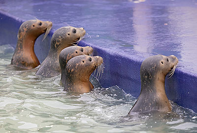 Pups in the outside pool on 16th November 2018