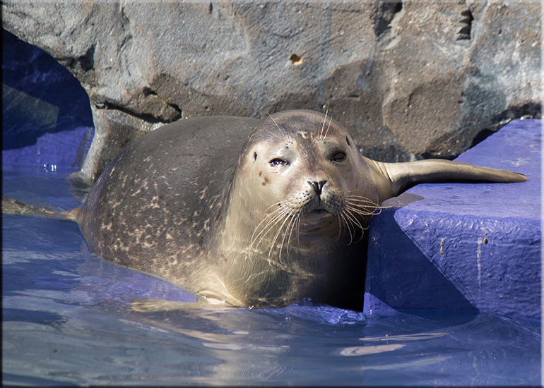 Common seal pups - photo taken on 19th September 2015
