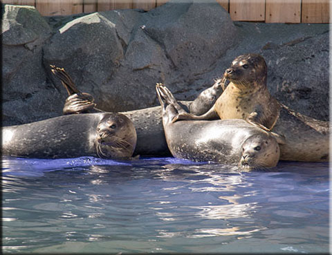 pups in the seal pool - August 2015