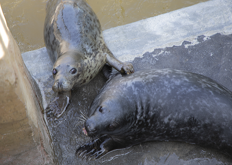 Rescued Seal Pups
