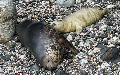 photo of pup in a seal colony