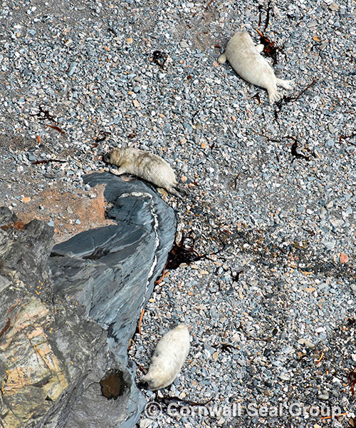 Seals in the wild -  September 2014