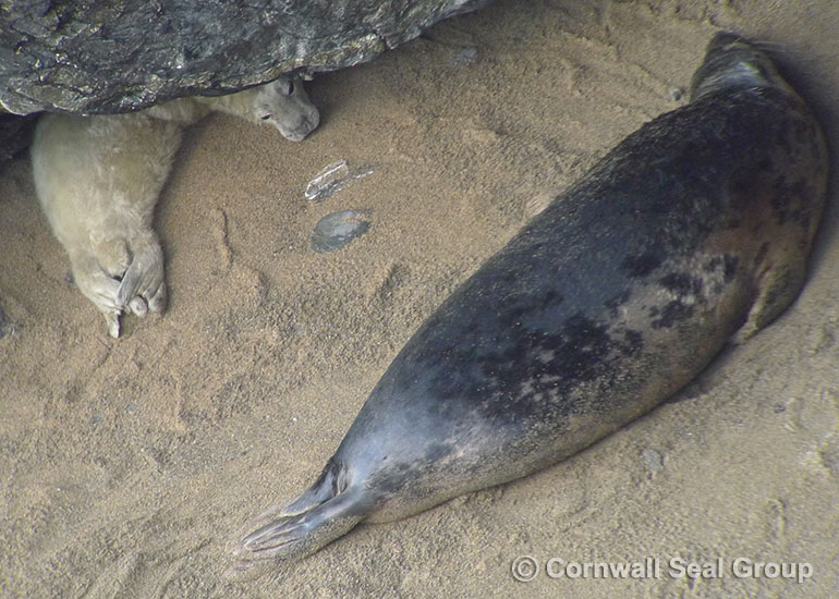 Seals in the wild -  September 2014
