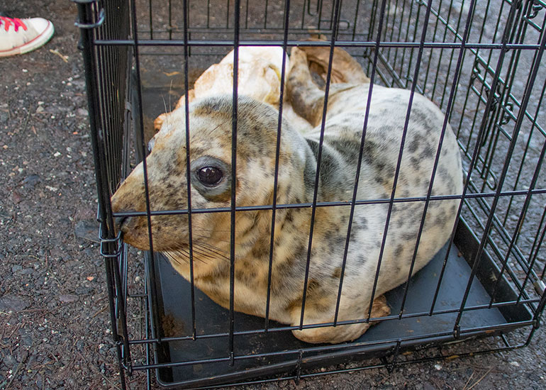 Purple Rain, rescued seal pup