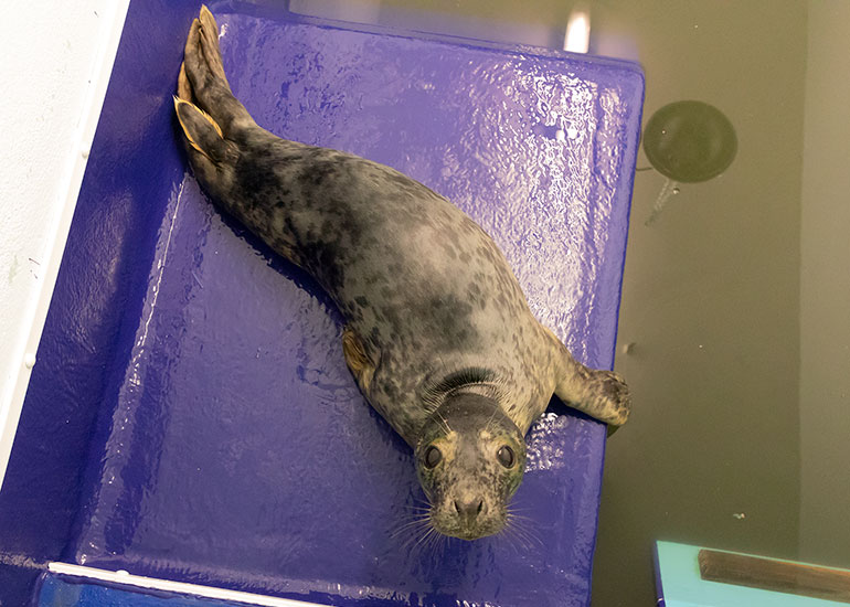 Purple Rain, rescued seal pup