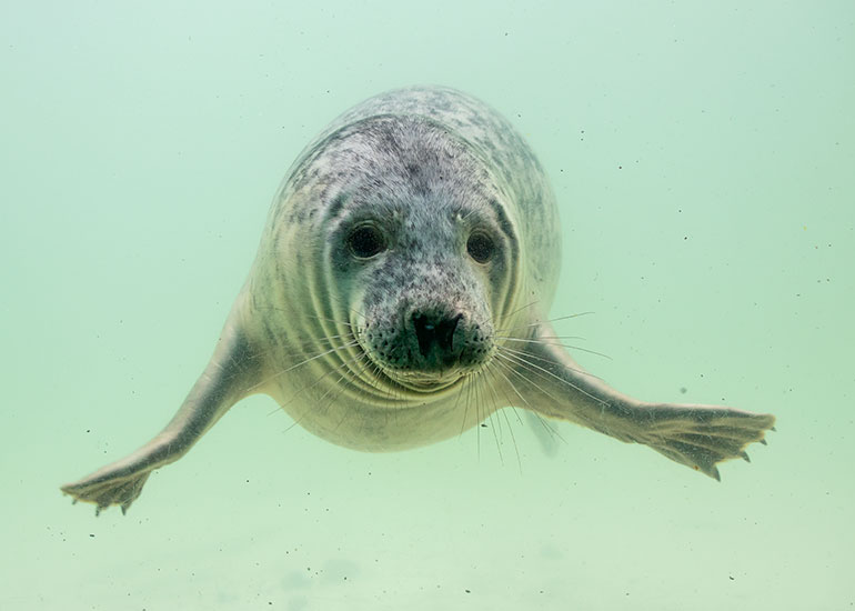 Queen, rescued seal pup