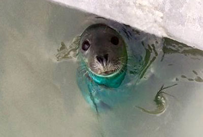 Quiz at the Cornish Seal Sanctuary