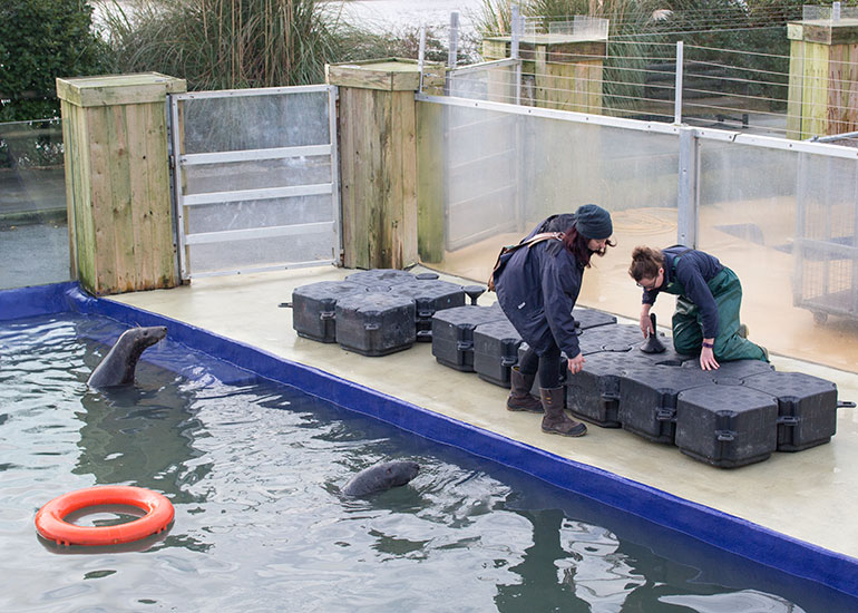 Kelly and Tamara putting together the pontoon for the grey seals