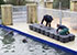 Grey Seals