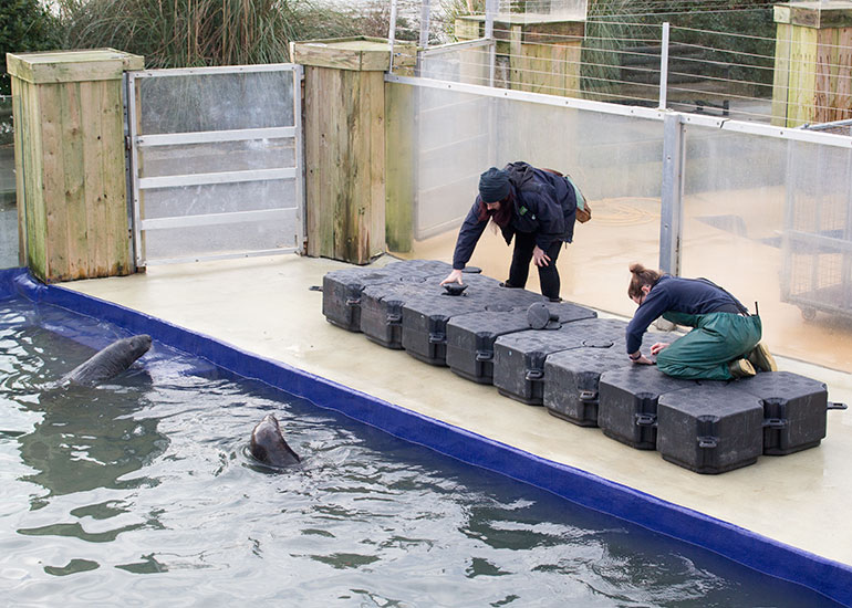 Kelly and Tamara putting together the pontoon for the grey seals