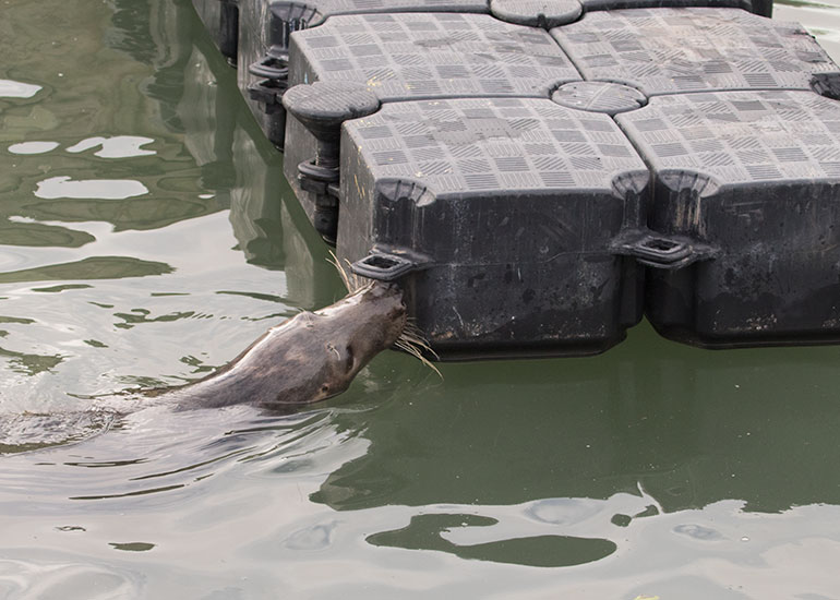 The pontoon in the pool for the grey seals to use as a haul-out area