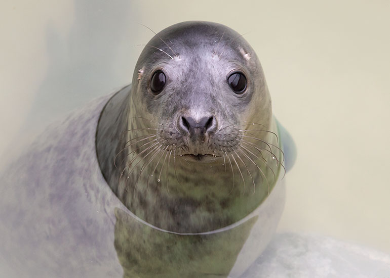 Ra Ra, rescued seal pup