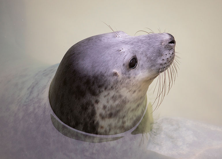 Ra Ra, rescued seal pup