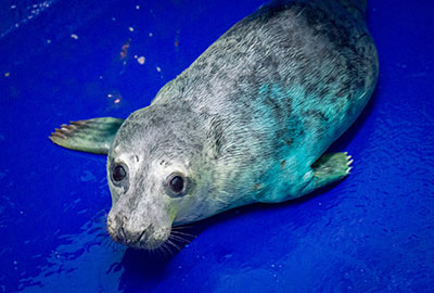 Ra Ra - Photo Credit Asa Samuel