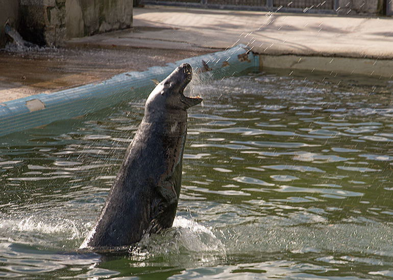 Ray, resident grey seal in the convalescent pool.