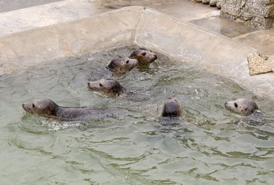 Ludo, Poker and Scrabble