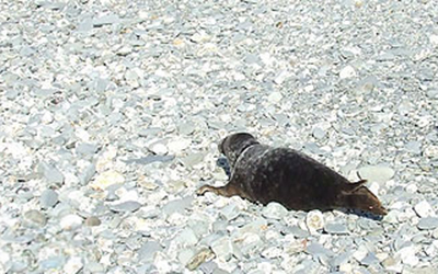 Riley - 2nd April 2009