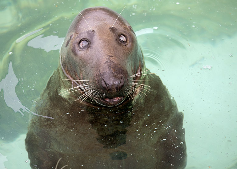 Ray Resident Grey Seal