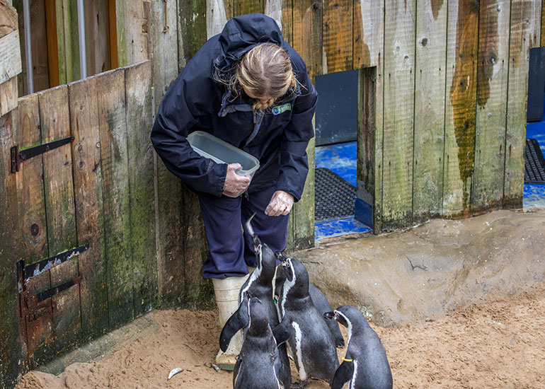Penguins feeding time