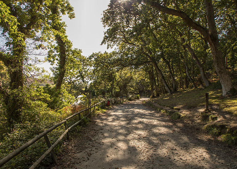 Woodland Walk