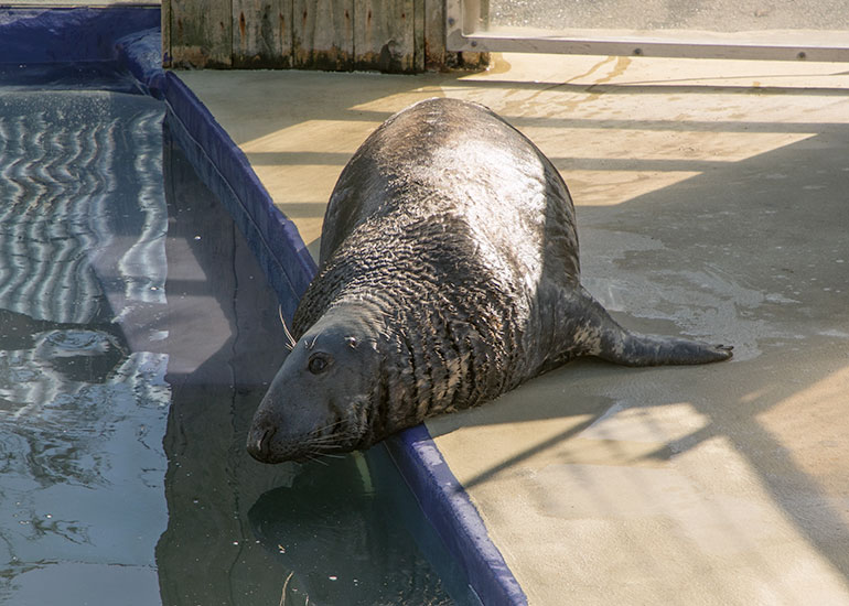 Resident Seal Yulelogs