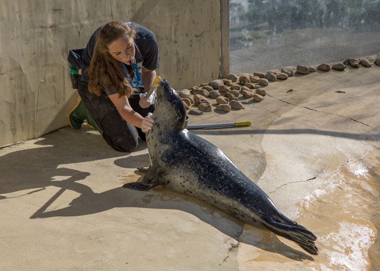 Natalie doing enrichment training with resident common seal Bo