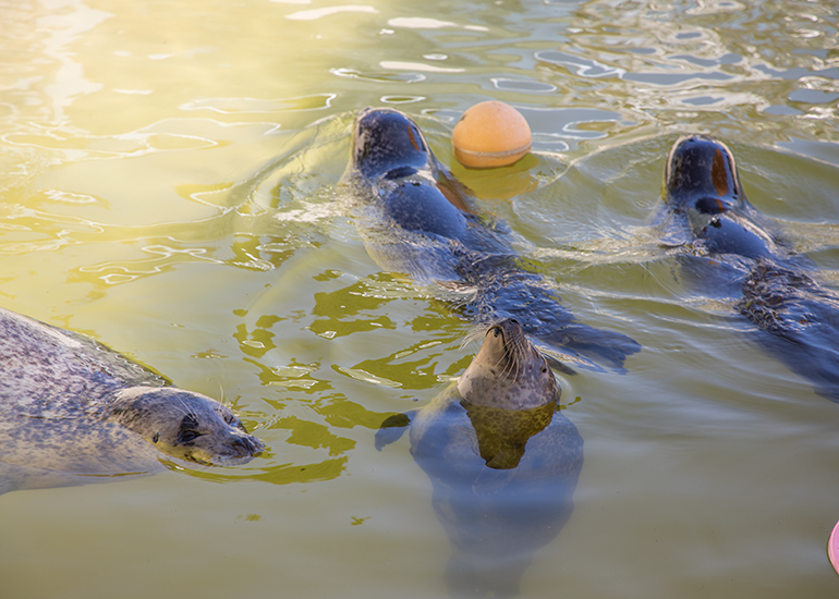 Buddy, Babyface, Bo and Jarvis, Common Seals