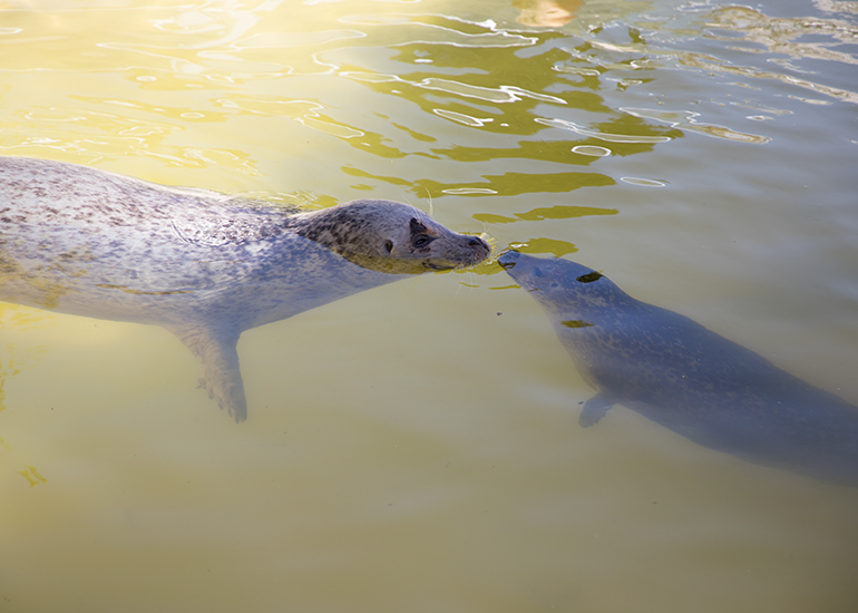 Babyface and Jarvis, Resident Common Seals