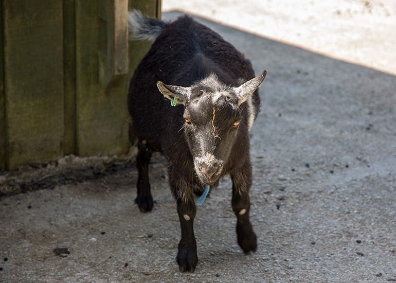 Pygmy Goat