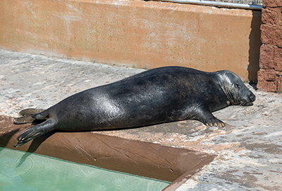 Ray, Grey Seal