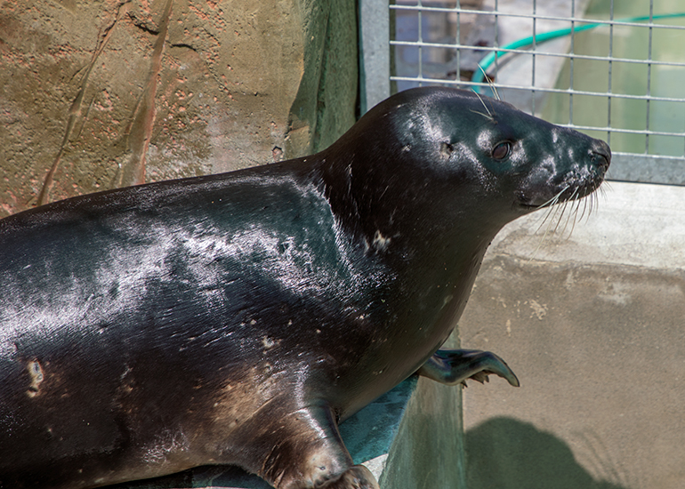 Badger, Grey Seal