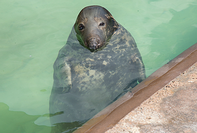 Snoopy - Grey Seal