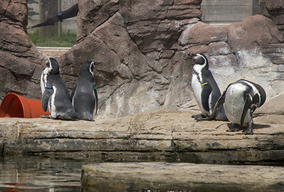 Humboldt Penguins - l-r - Lola, Gilbert, Yoni and Pine