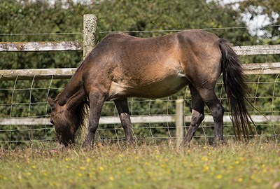 Bracken - Shetland Pony