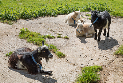 Pygmy Goats - Dennis, Marvin, Bertie and Arnie