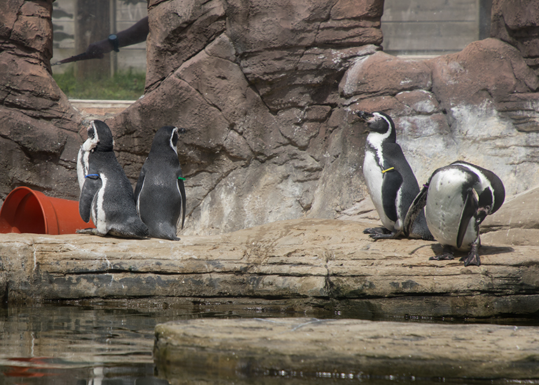 Humboldt Penguins - l-r - Lola, Gilbert, Godfrey and Pine