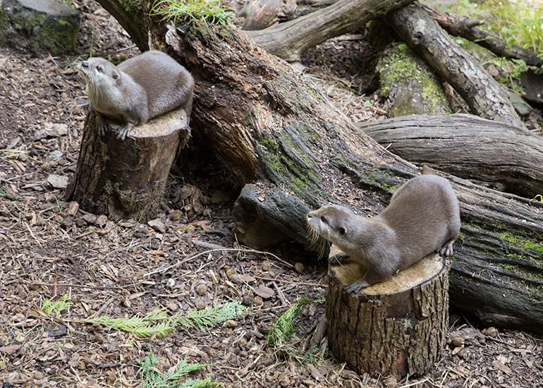 Asian Short-Clawed Otter - Harris (left) and Apricot (right) 