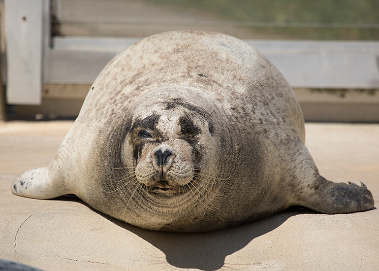 Babyface is probably the oldest common seal in captivity!