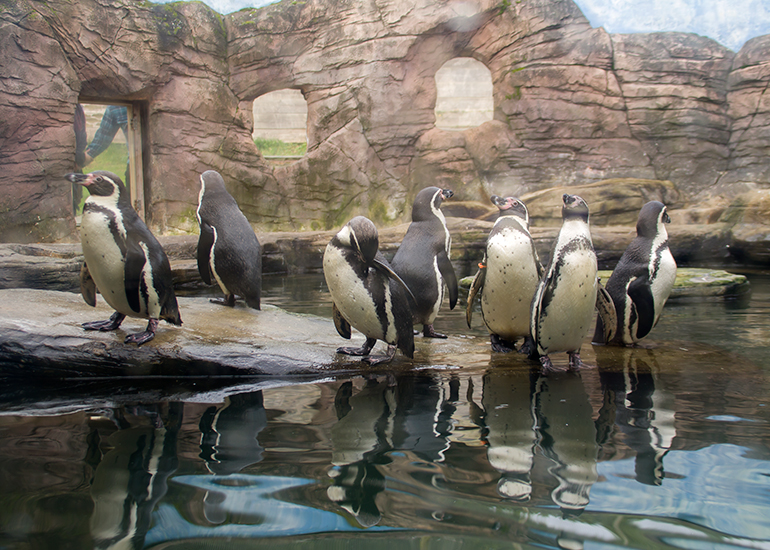 Humboldt Penguins