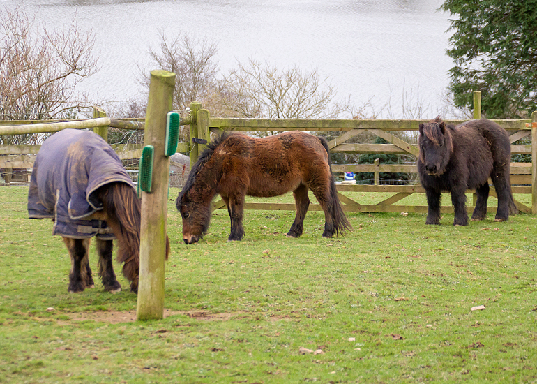 Ponies - Tuppence, Bracken and Muffin
